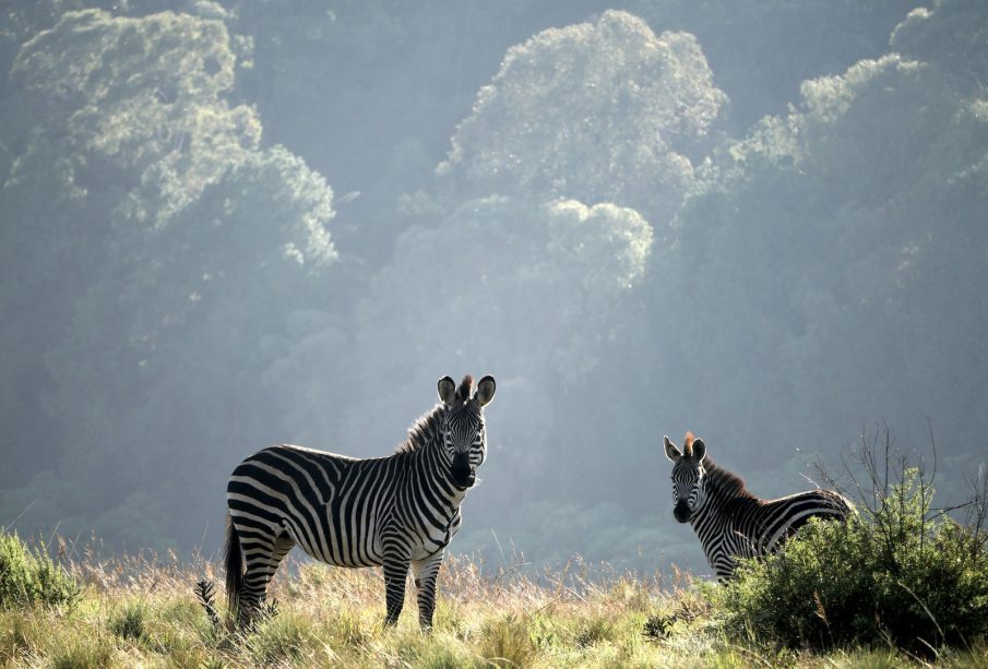 two zebras standing on grasses