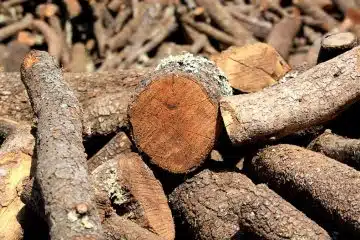 Les secrets du bois de chêne découvrez ses qualités uniques